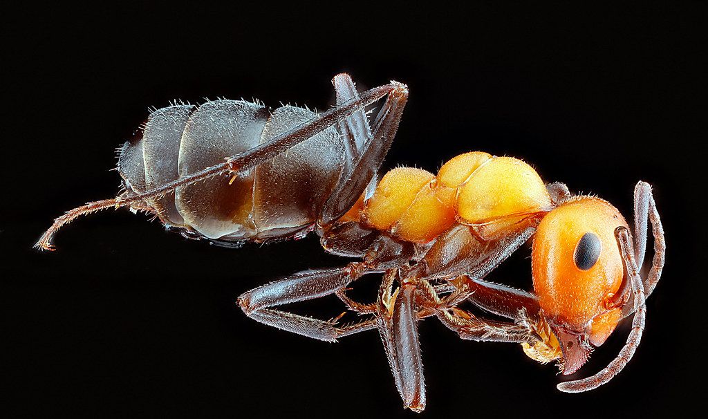 Ant Control service in Waterloo, IA