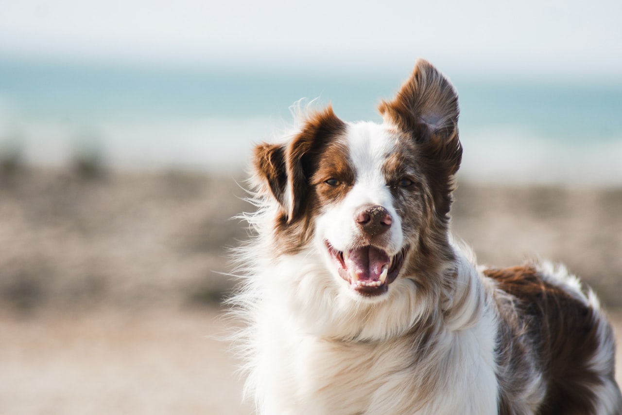 Flea & Tick Control service in Waterloo, IA