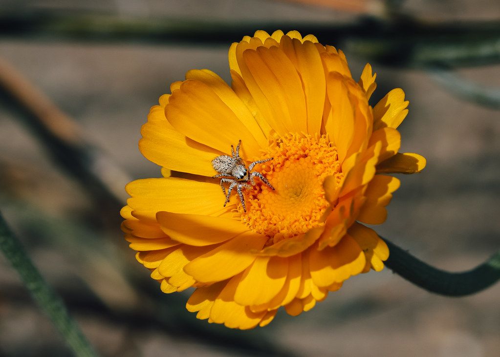 Spider Control service in Waterloo, IA